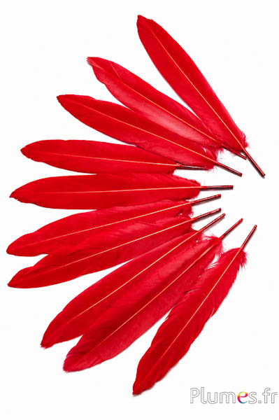 Fagiano Swinhoe - 13-17 cm - rosso